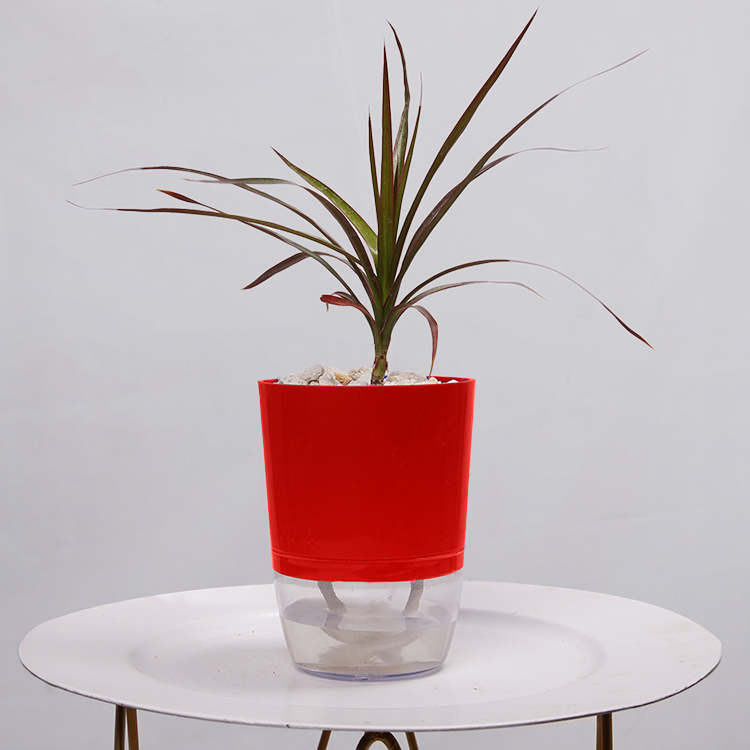 Dracaena Marginata (Dragon Tree)