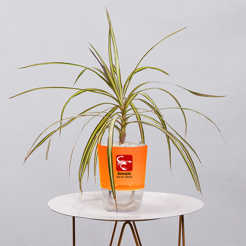 Dracaena marginata Madagascar multicolour