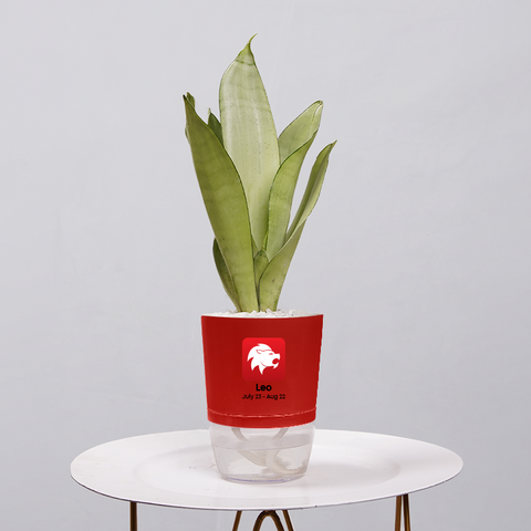 Sansevieria Moonlight