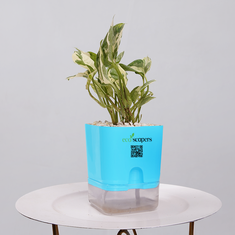 Money Plant Marble Queen