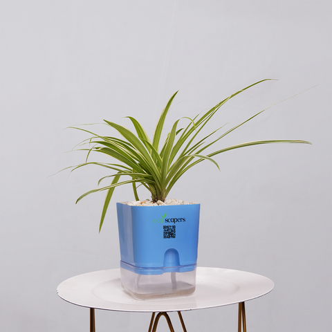 Spider Plant (Chlorophytum comosum)