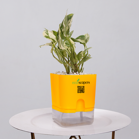 Money Plant Marble Queen