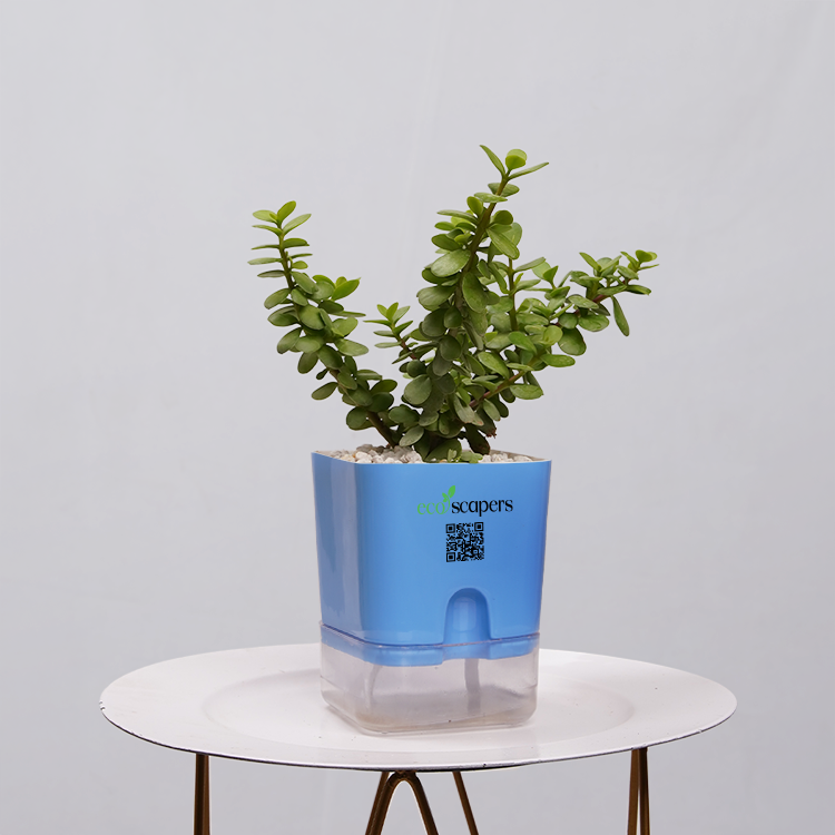 Jade Plant (Crassula ovata)