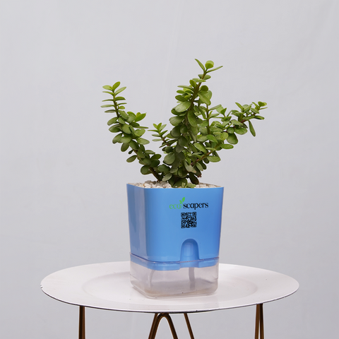Jade Plant (Crassula ovata)
