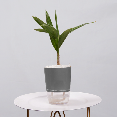 Coconut Palm Seedling