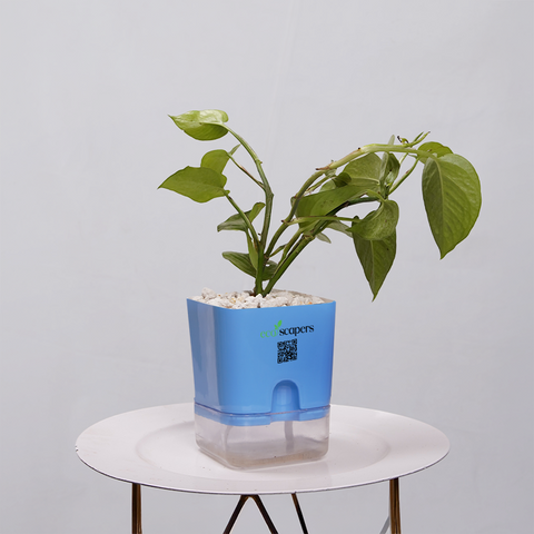 Money Plant Golden