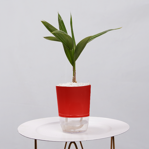 Coconut Palm Seedling