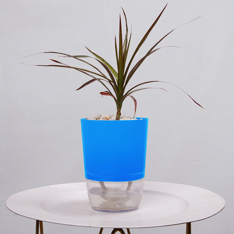 Dracaena Marginata (Dragon Tree)