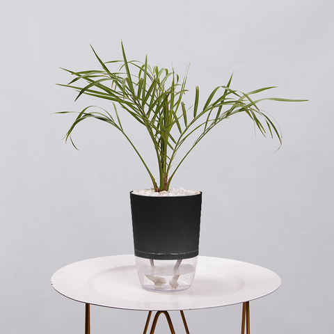 Areca  Golden Cane Palm