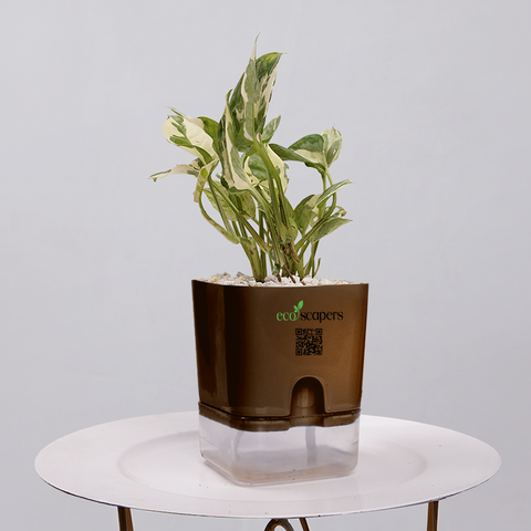 Money Plant Marble Queen