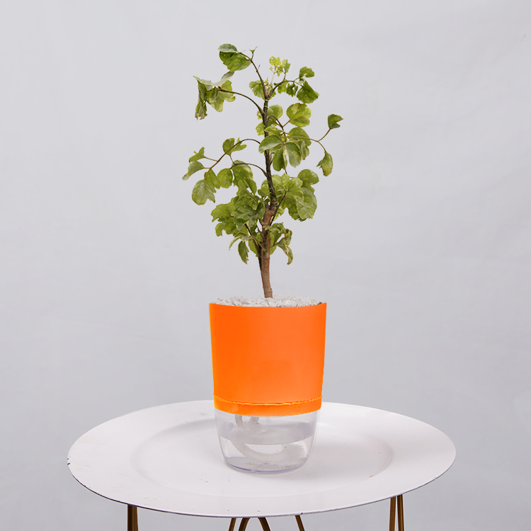 Ficus Bonsai