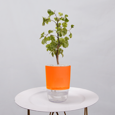 Ficus Bonsai