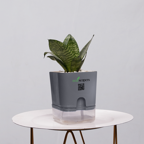 Snake Plant Bird’s Nest (Sansevieria Hahnii)