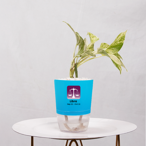 Money Plant Marble Queen