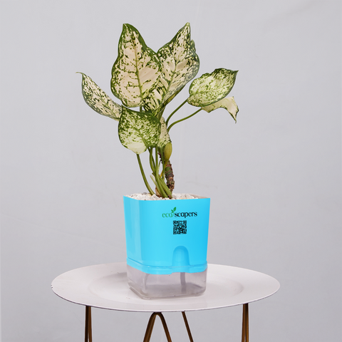 Aglaonema Snow white