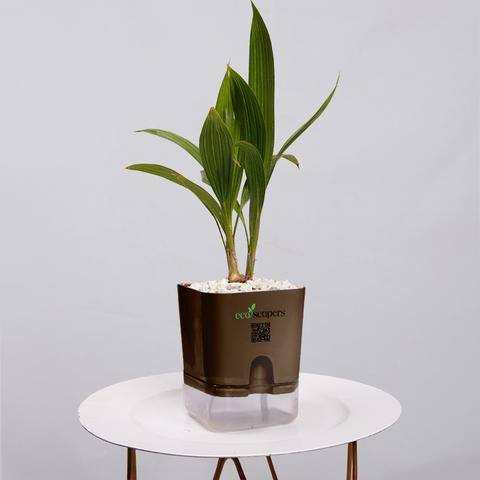 Coconut Palm Seedling