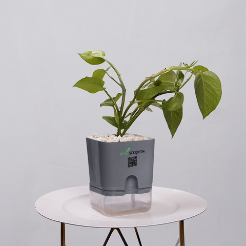 Money Plant Golden
