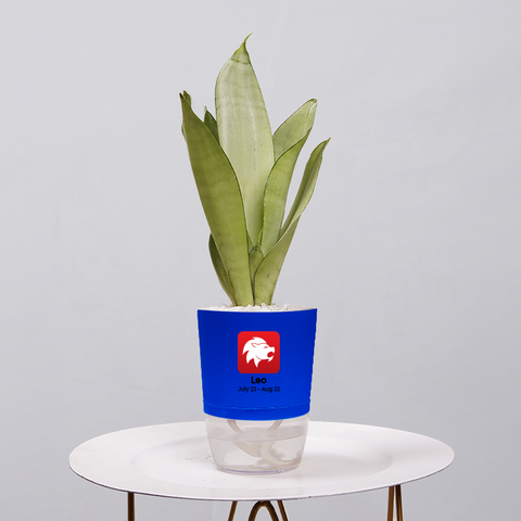 Sansevieria Moonlight