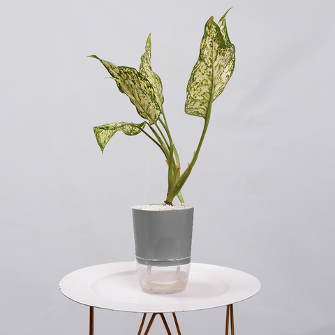Aglaonema Snow white