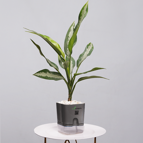 Aglaonema Tigress