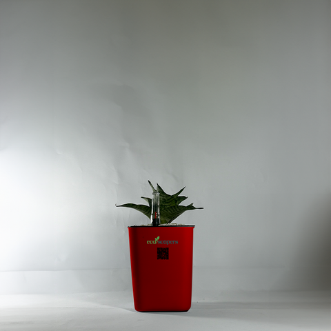 Snake Plant Bird’s Nest (Sansevieria Hahnii)