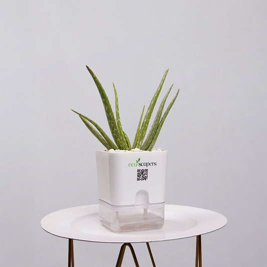 Aloe Vera 750