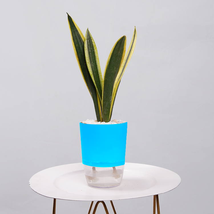 Snake Plant Dwarf Thai