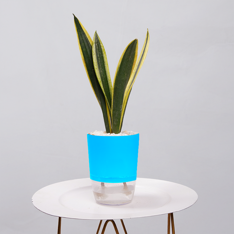 Snake Plant Dwarf Thai