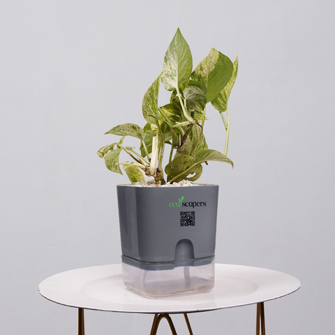 Money Plant Green (Pothos, Epipremnum aureum)
