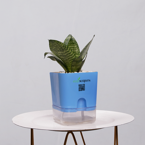 Snake Plant Bird’s Nest (Sansevieria Hahnii)