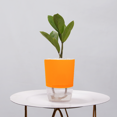 ZZ Plant (Zamioculcas zamiifolia)