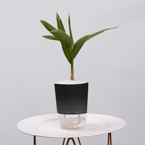 Coconut Palm Seedling