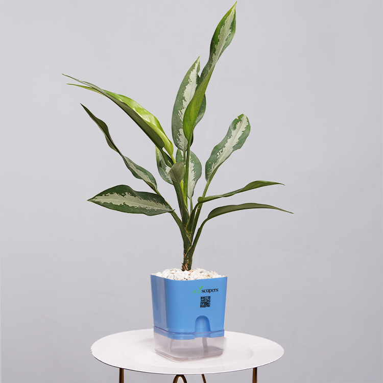 Aglaonema Chinese Evergreen