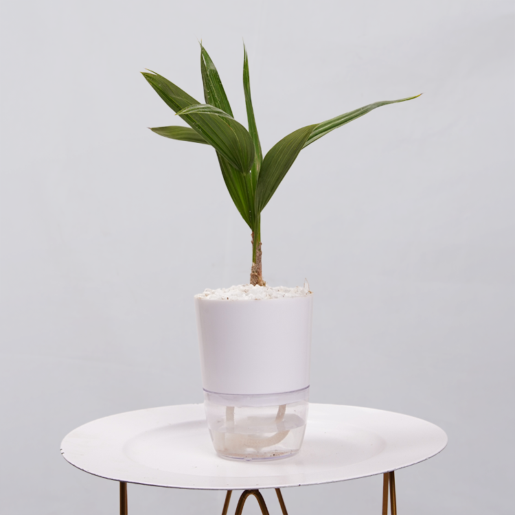 Coconut Palm Seedling