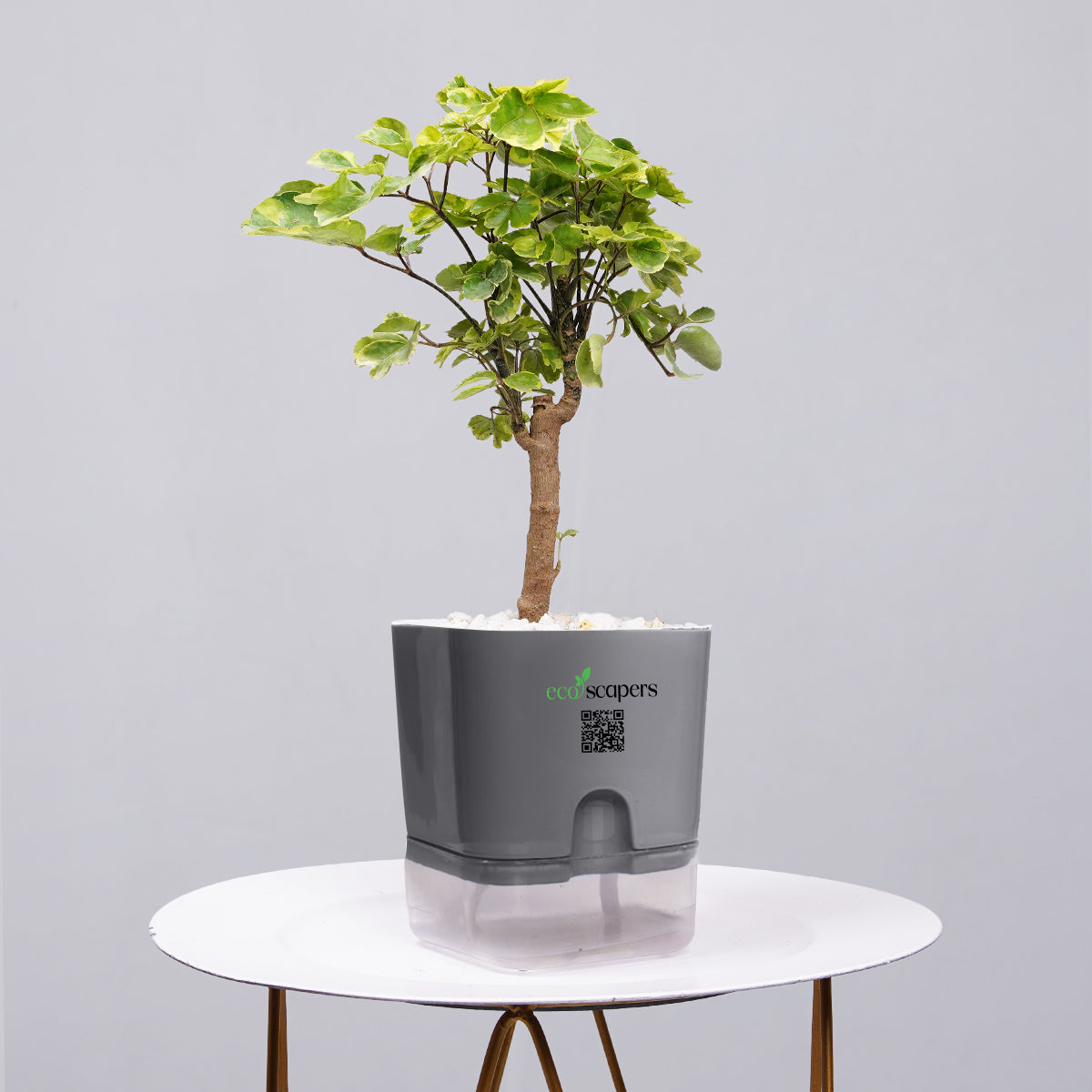 Ficus Bonsai