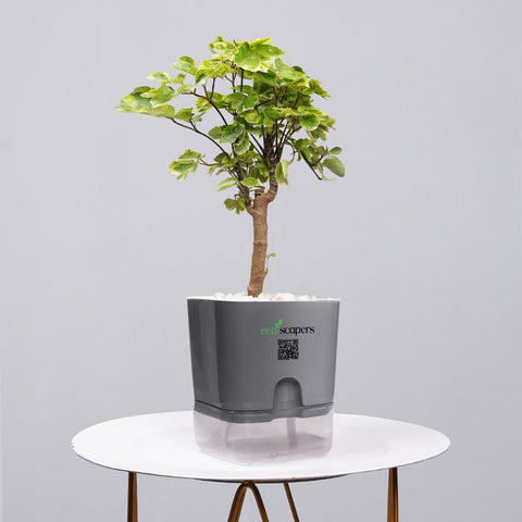 Ficus Bonsai