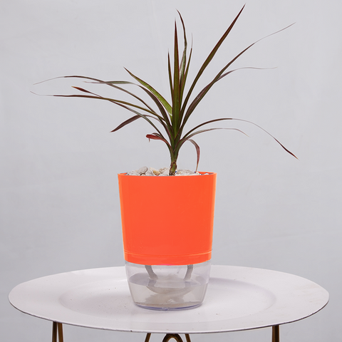 Dracaena Marginata (Dragon Tree)