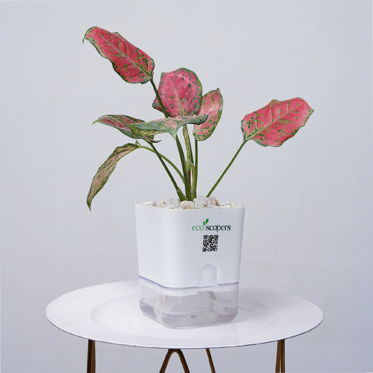 Aglaonema pink lipstick