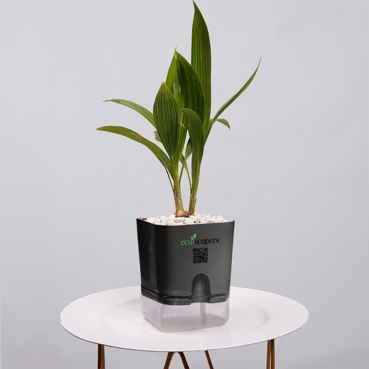 China Palm