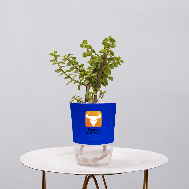 Jade Plant (Crassula ovata)