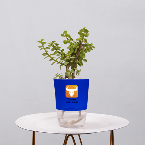 Jade Plant (Crassula ovata)