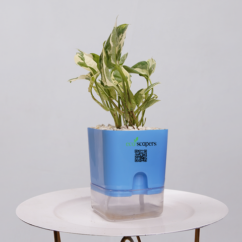 Money Plant Marble Queen