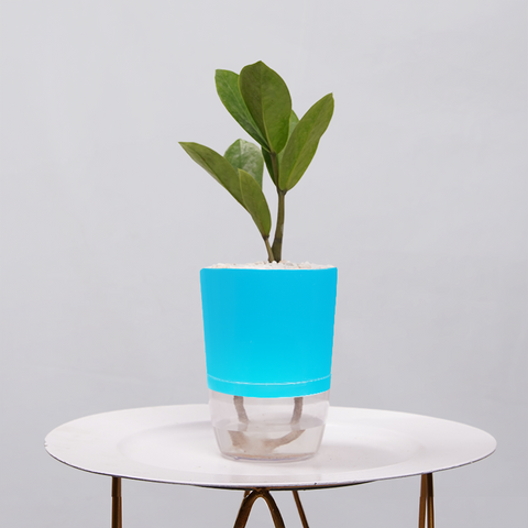 ZZ Plant (Zamioculcas zamiifolia)