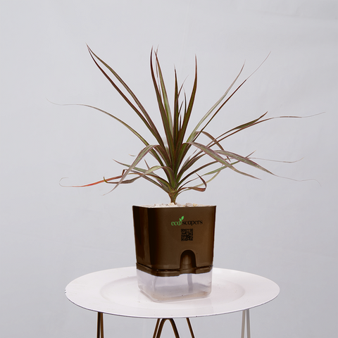 Dracaena Marginata (Dragon Tree)