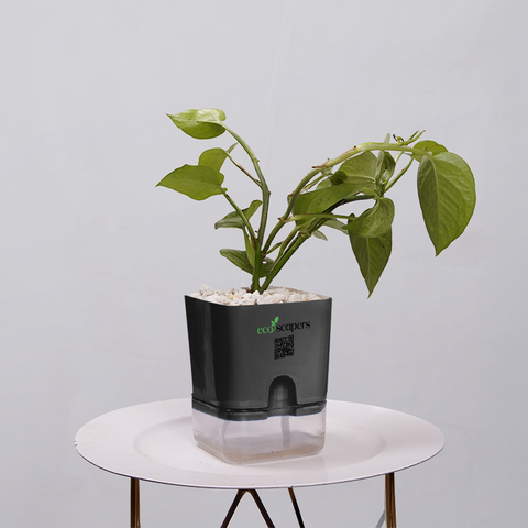Money Plant Golden