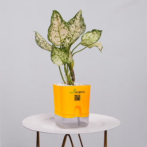 Aglaonema Snow white