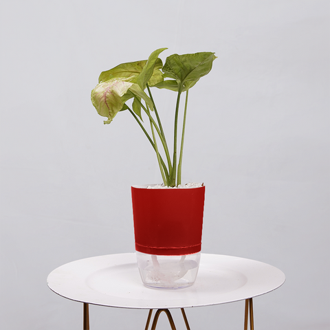 Syngonium Pink (Arrowhead Vine)