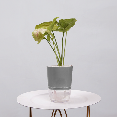 Syngonium Pink (Arrowhead Vine)