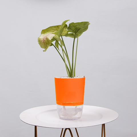 Syngonium Pink (Arrowhead Vine)