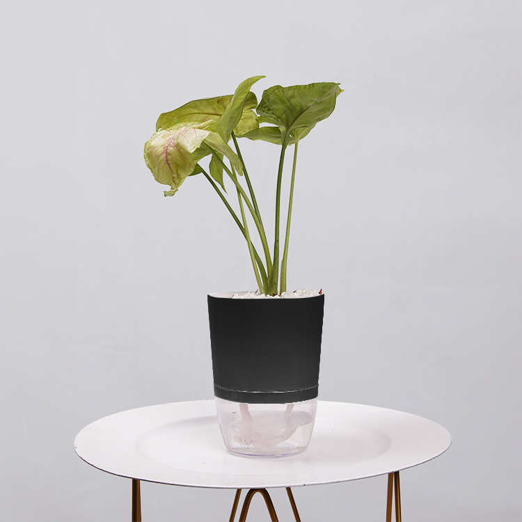 Syngonium Pink (Arrowhead Vine)